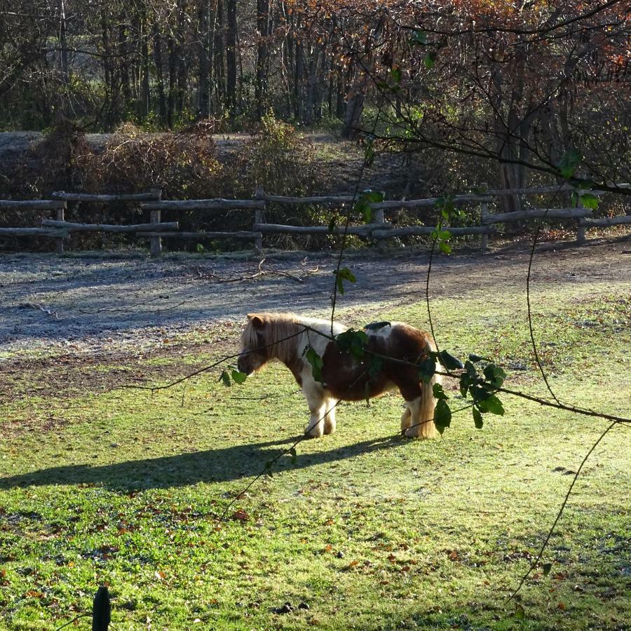 Agriturismo Campo Dei Fiori Rancio Valcuvia Dış mekan fotoğraf